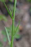 Oldfield toadflax